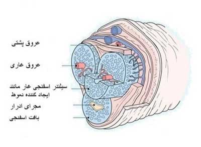ساختار آلت تناسلی در مردان