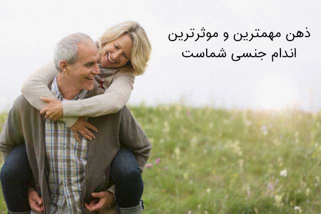 اندام جنسی